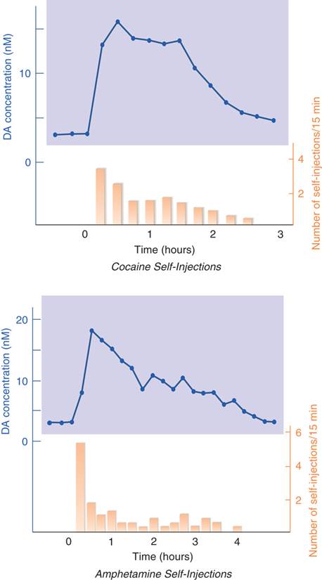 Release of Dopamine in the Nucleus Accumbens