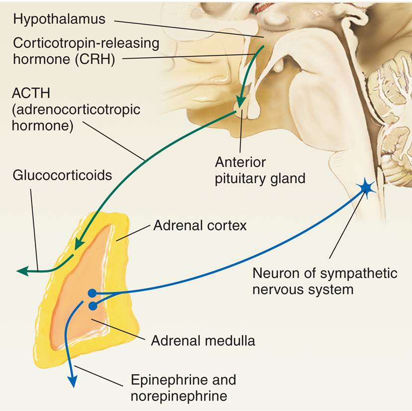 Control of Secretion of Stress Hormones 