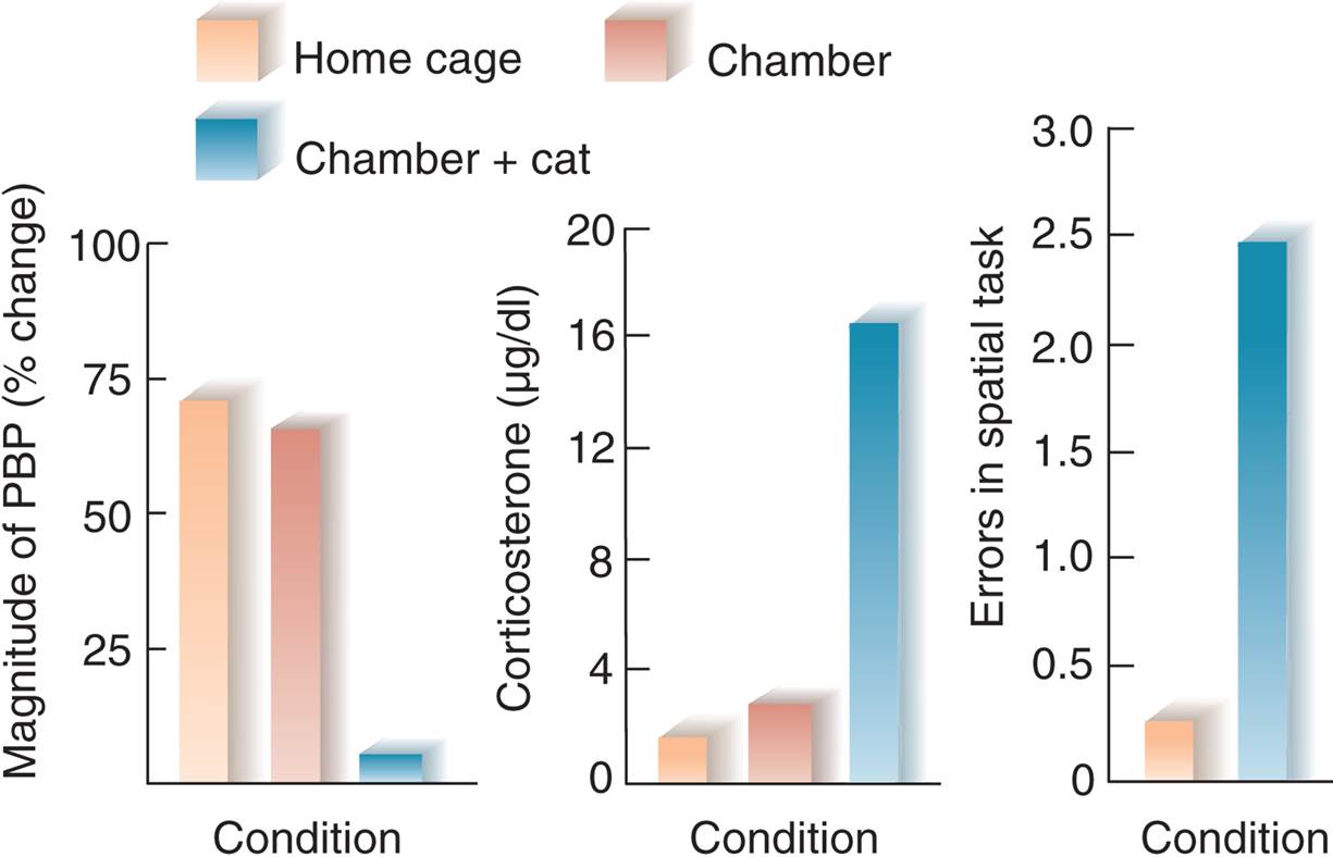 Acute Stress, Glucocorticoid Level, Synaptic Plasticity, and Learning 