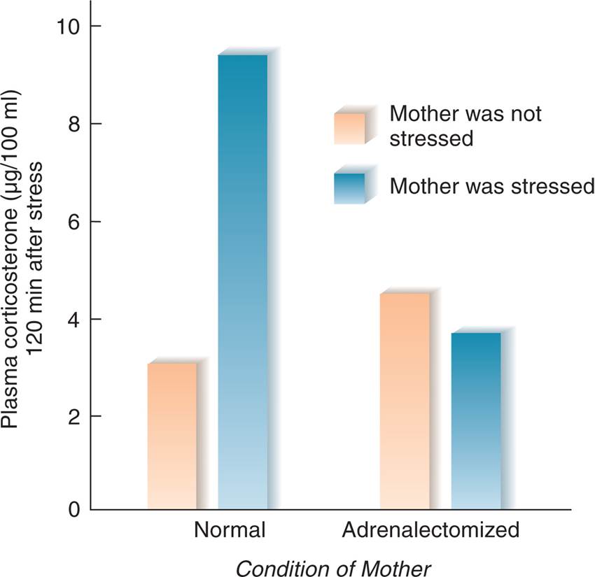 Prenatal Stress and Glucocorticoids in Adulthood 