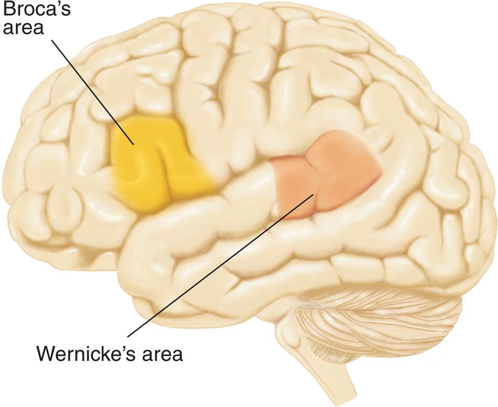 Speech Areas