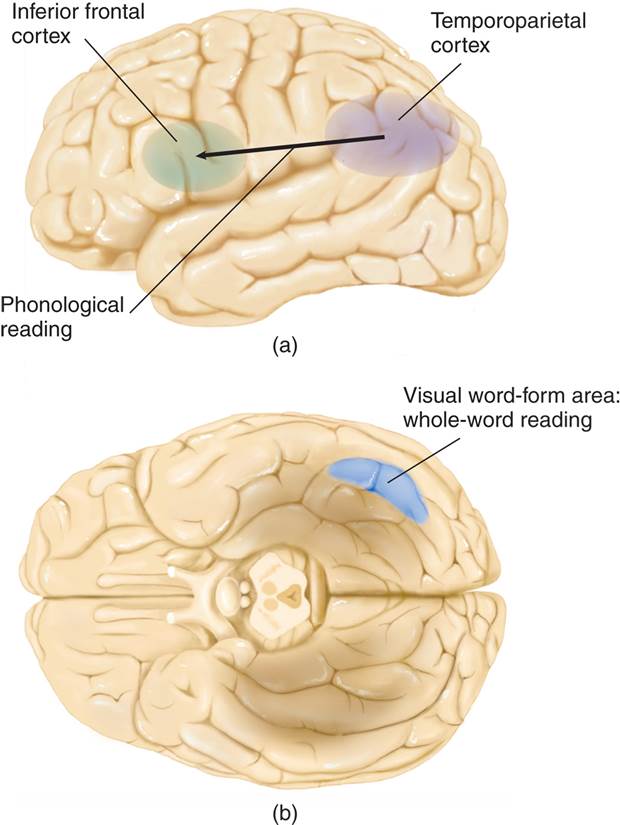 Phonological and Whole-Word Reading 