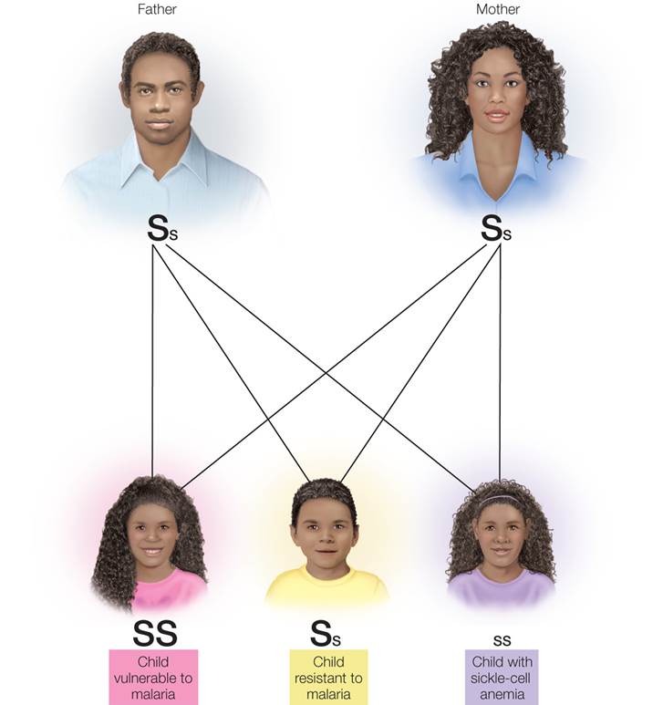 Incomplete Dominance in Sickle-Cell Inheritance 