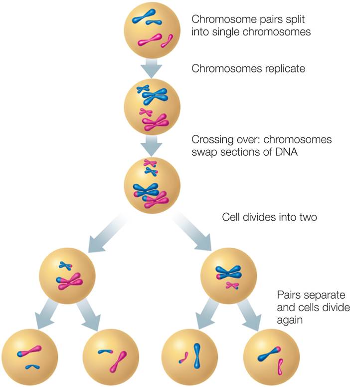 The Creation of Gametes Through Meiosis  