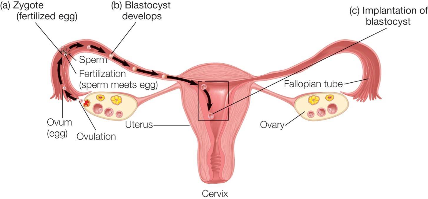 Ovulation Process  The two ovaries alternate ovulation in each monthly cycle.