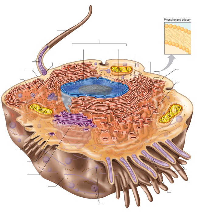 cell