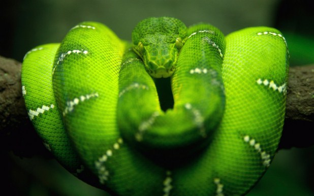 green snake