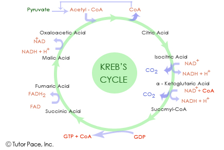 Krebs Cycle Diagram