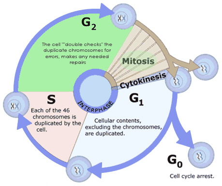 Interphase Diagram