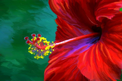 Hibiscus