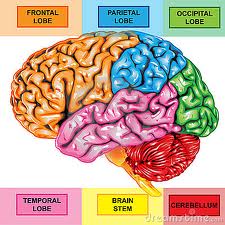 Lobes of the Brain