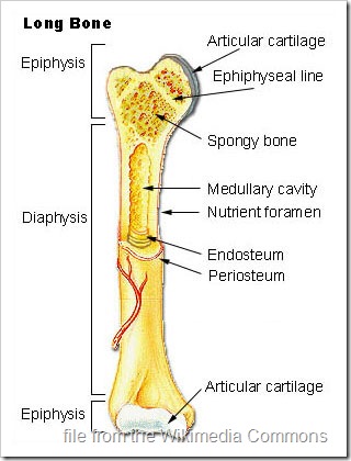 Cross Section of a Bone