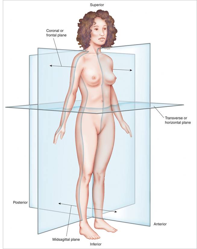 Planes of the body: coronal or frontal, transverse, and midsagittal.