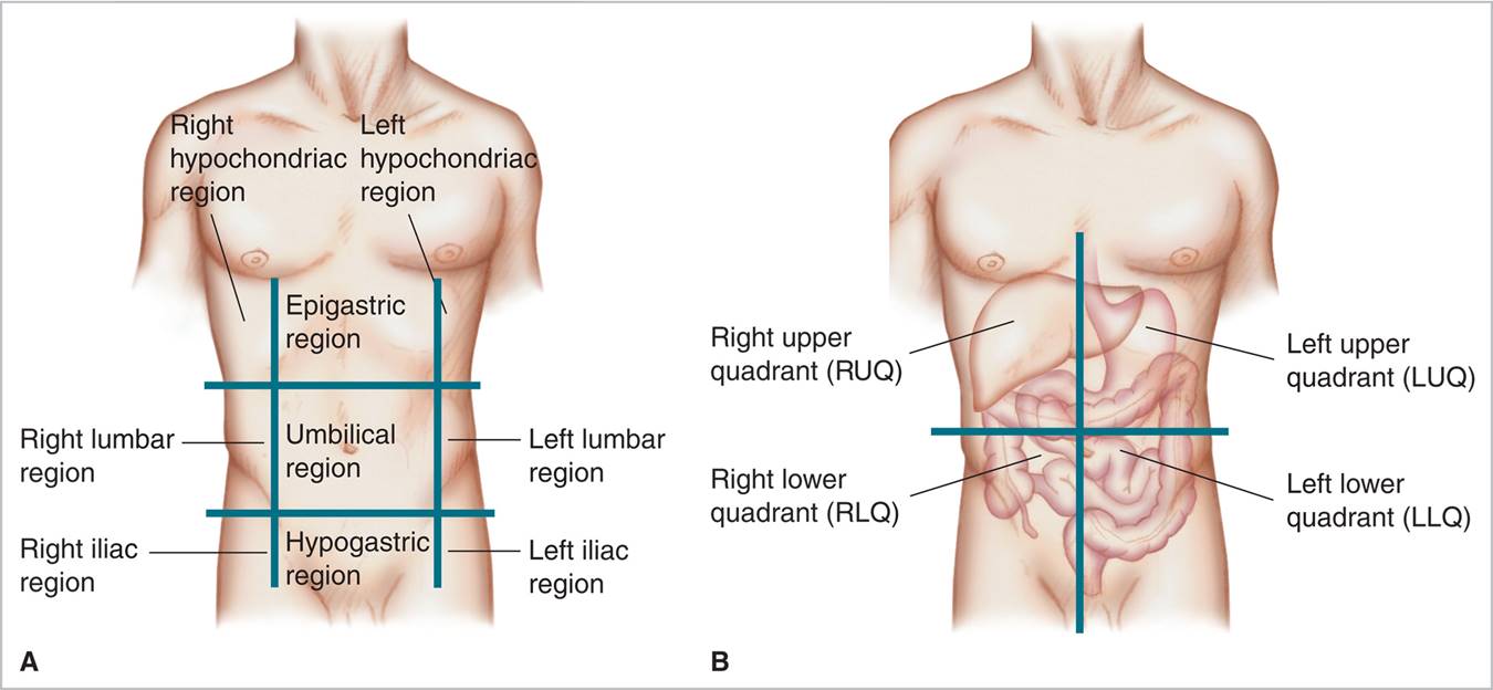 Regions of the abdomen and pelvis. 