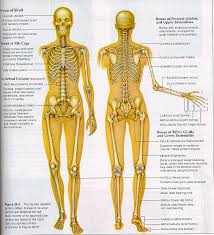 Human Skeleton Diagram