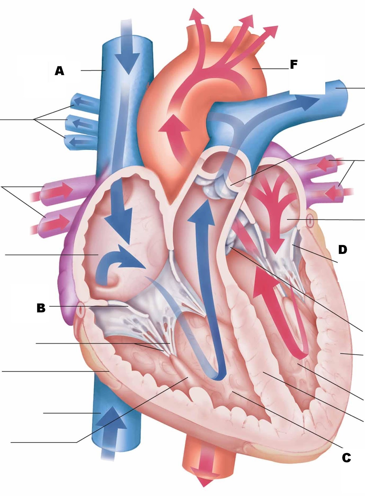 Heart Label Blank