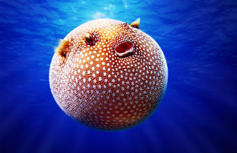 Puffer Fish