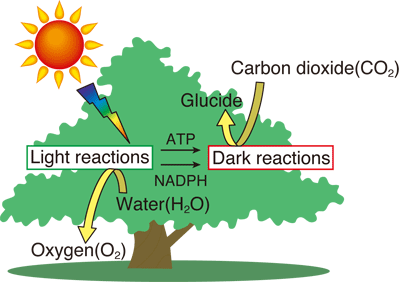 Photosynthesis