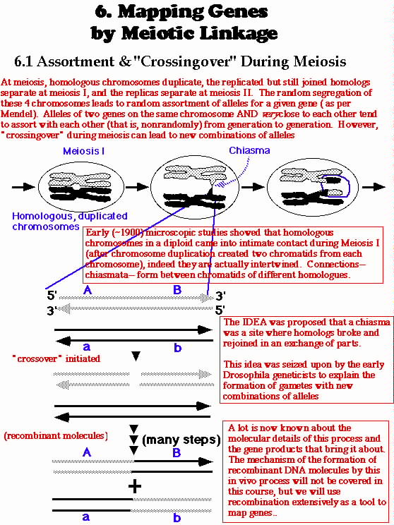 genetics notes