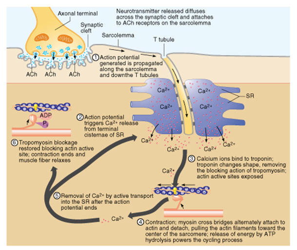 The Regulation of Skeletal Muscle Contraction