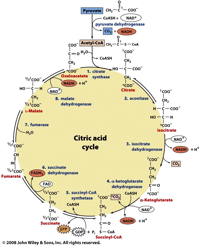 Citric Acid Cycle