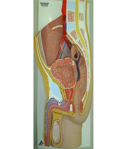 Male reproductive anatomy model