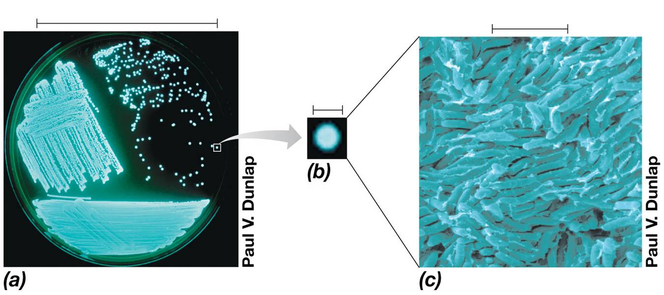 Photobacterium