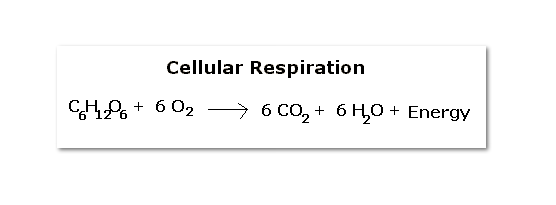 Cellular Respiration Equation