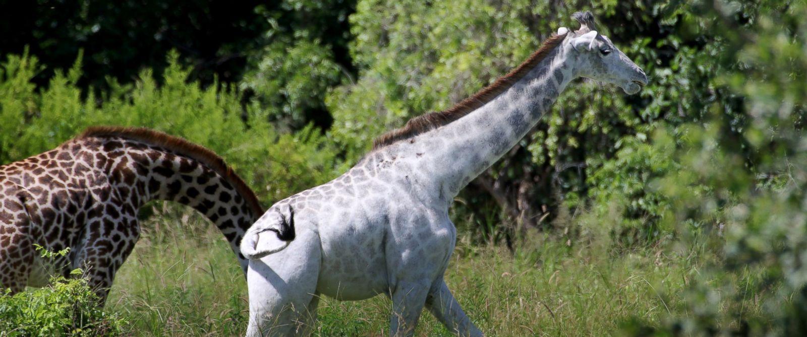 White giraffe in Tanzania