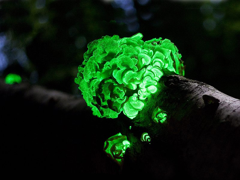 mushroom that glow in the dark