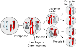 Meiosis overview