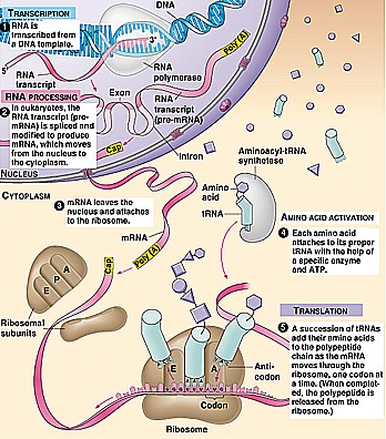 Abiogenesis