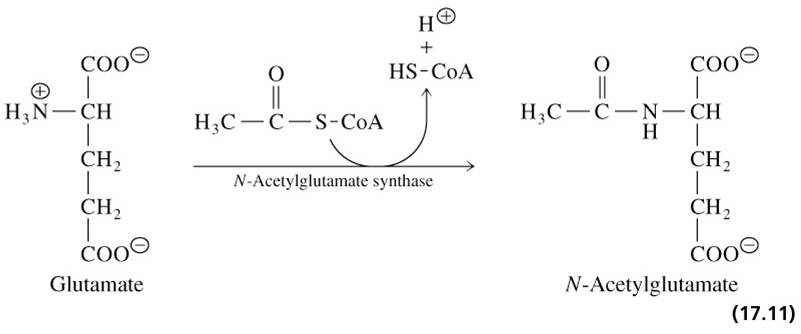 Carbamoyl phosphate synthetase is activated by N-acetylglutamate