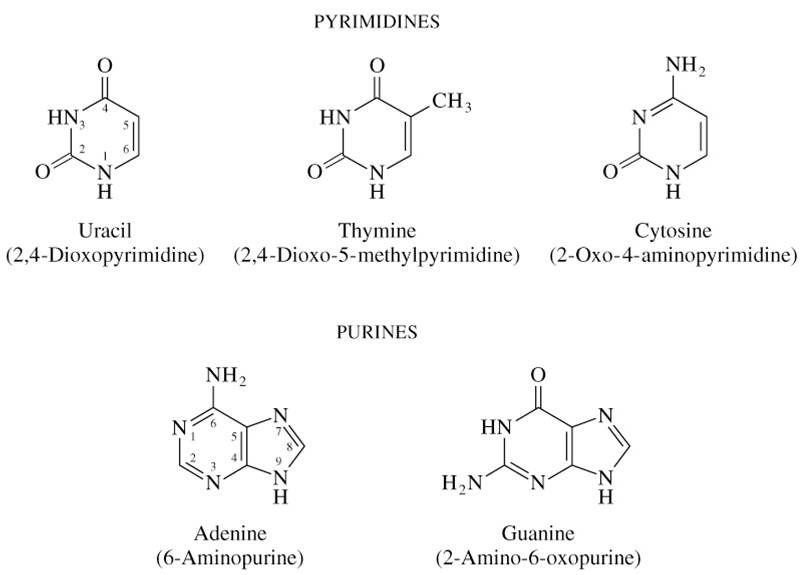 purines and pyrimidines