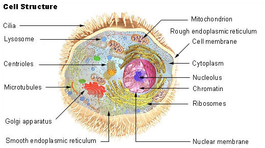Human Cell Structure
