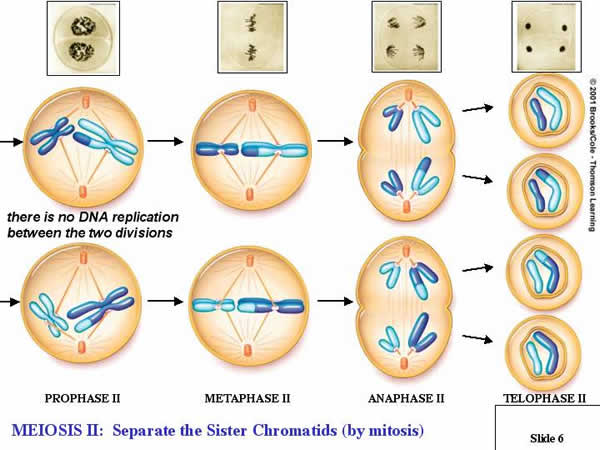 Meiosis