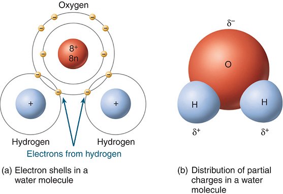 water molecules