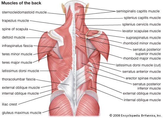 Human Back Muscles