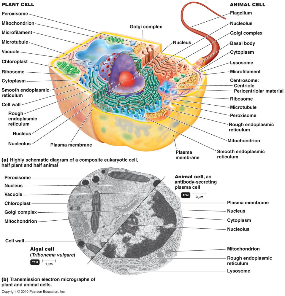 Eukaryotic Cell