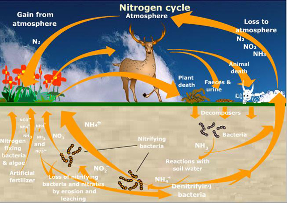 Nitrogen Cycle