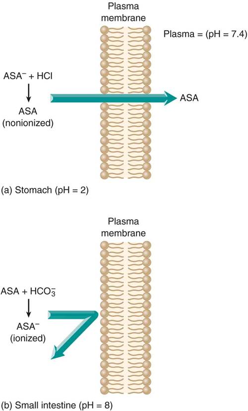 Effect of pH on drug absorption: (a) a weak acid such as aspirin (ASA) is in a nonionized form in an