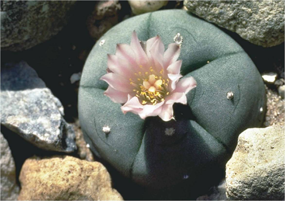 The chemical structure of mescaline, derived from the peyote cactus 