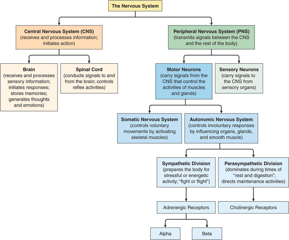 Functional divisions of the peripheral nervous system