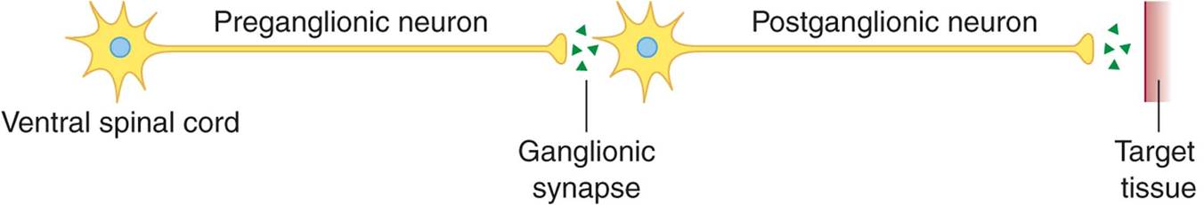 Basic structure of the autonomic pathway