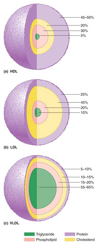 Composition of lipoproteins: (a) HDL; (b) LDL; (c) VLDL