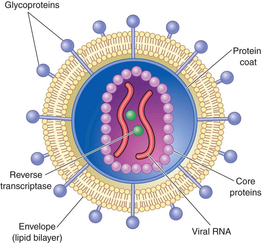 Structure of HIV