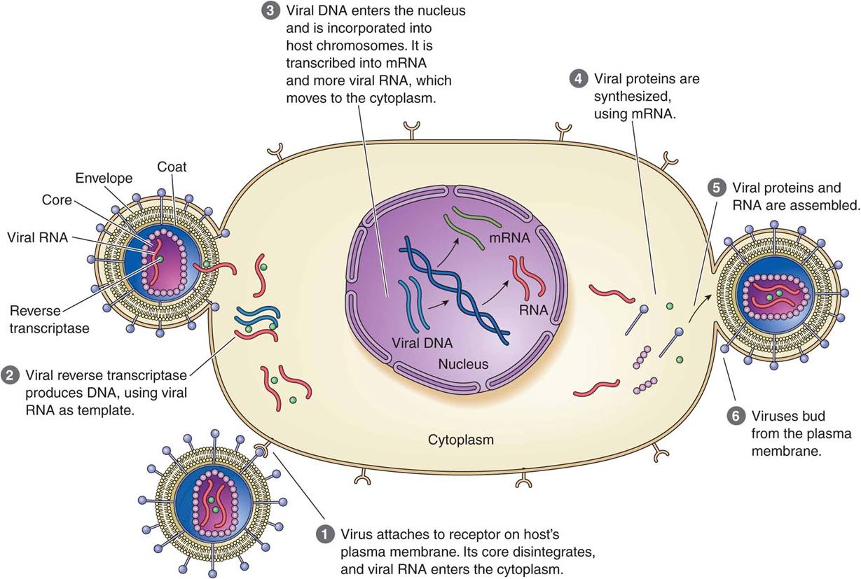 Replication of HIV