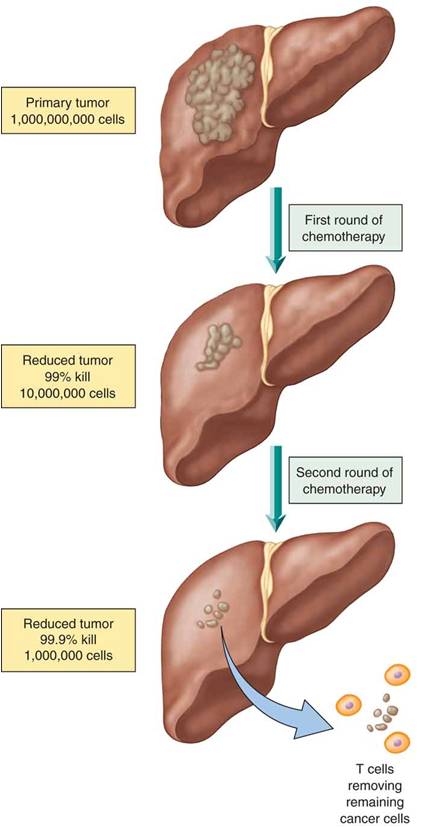 Cell kill and chemotherapy