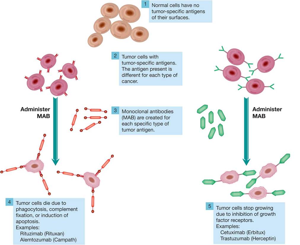 Monoclonal Antibodies and Cancer Cells