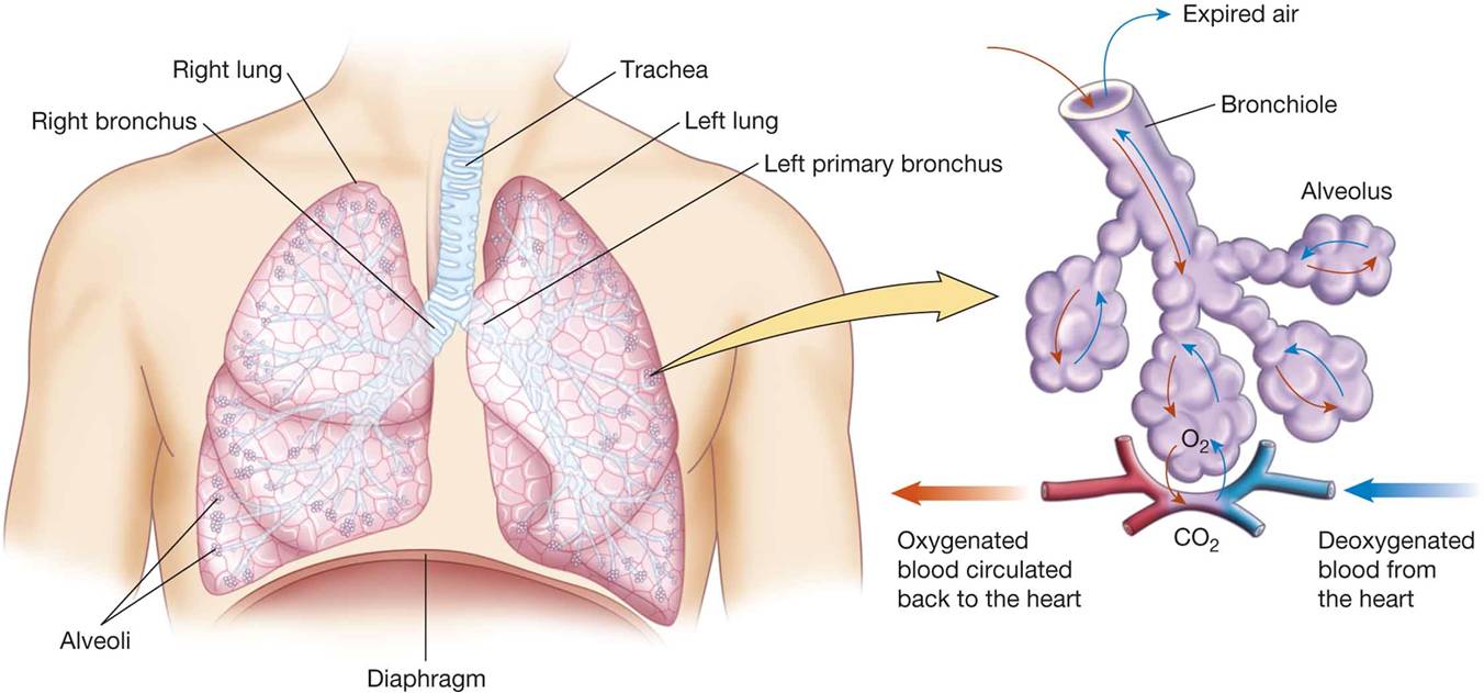 The lower respiratory tract